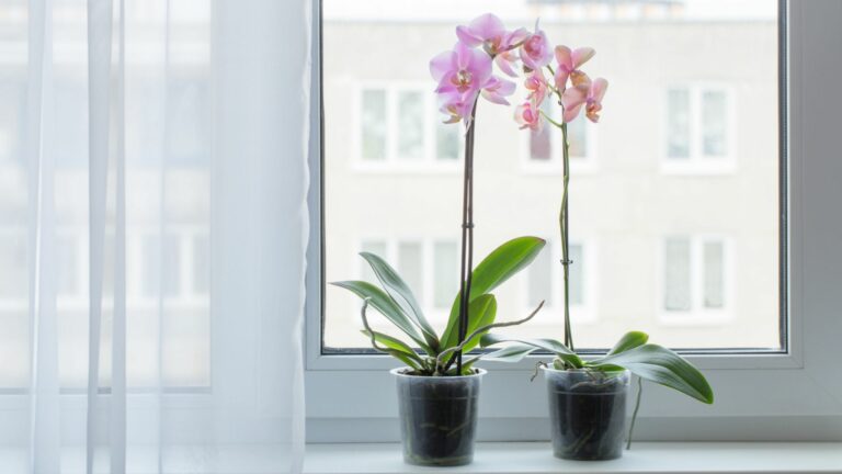 orchid windowsill