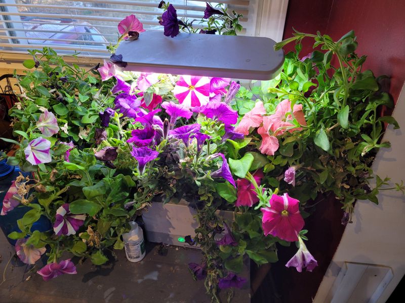 Cascading Petunias Display