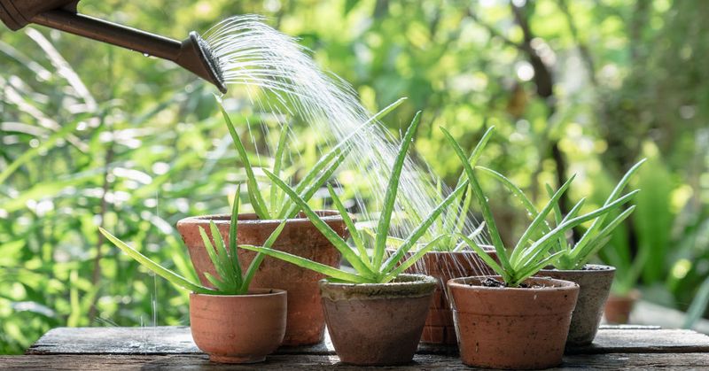 Aloe Vera Gel