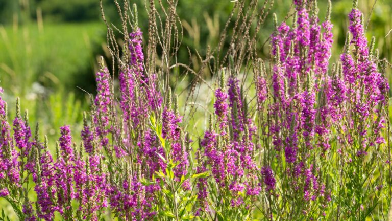 purple loosetrife