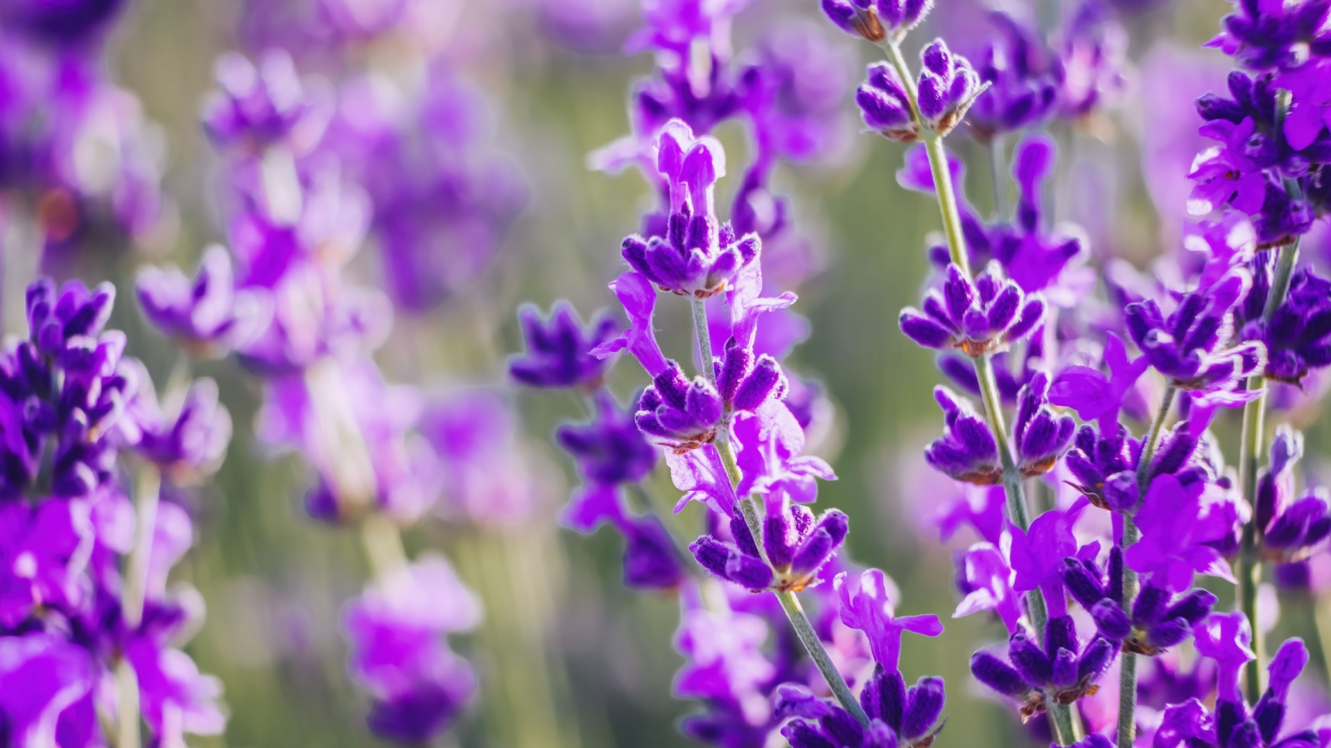 lavender blossoms