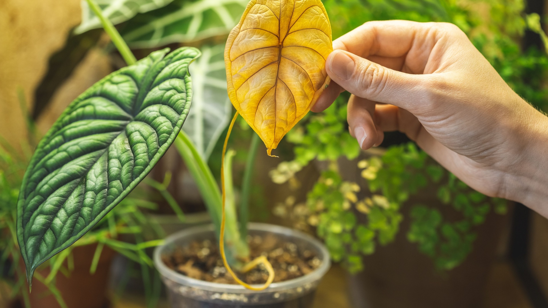 houseplant yellow leaf