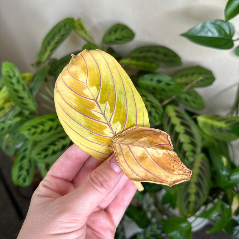 Yellow Leaves Screaming for Help