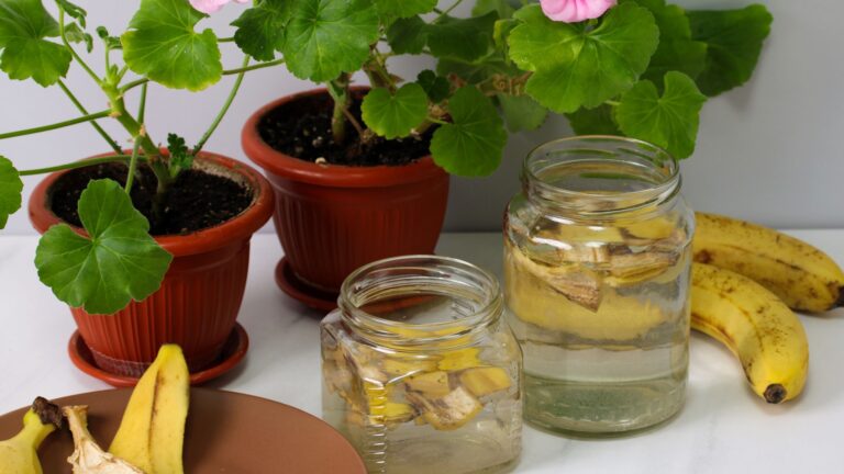banana peel fertilizer in the jars