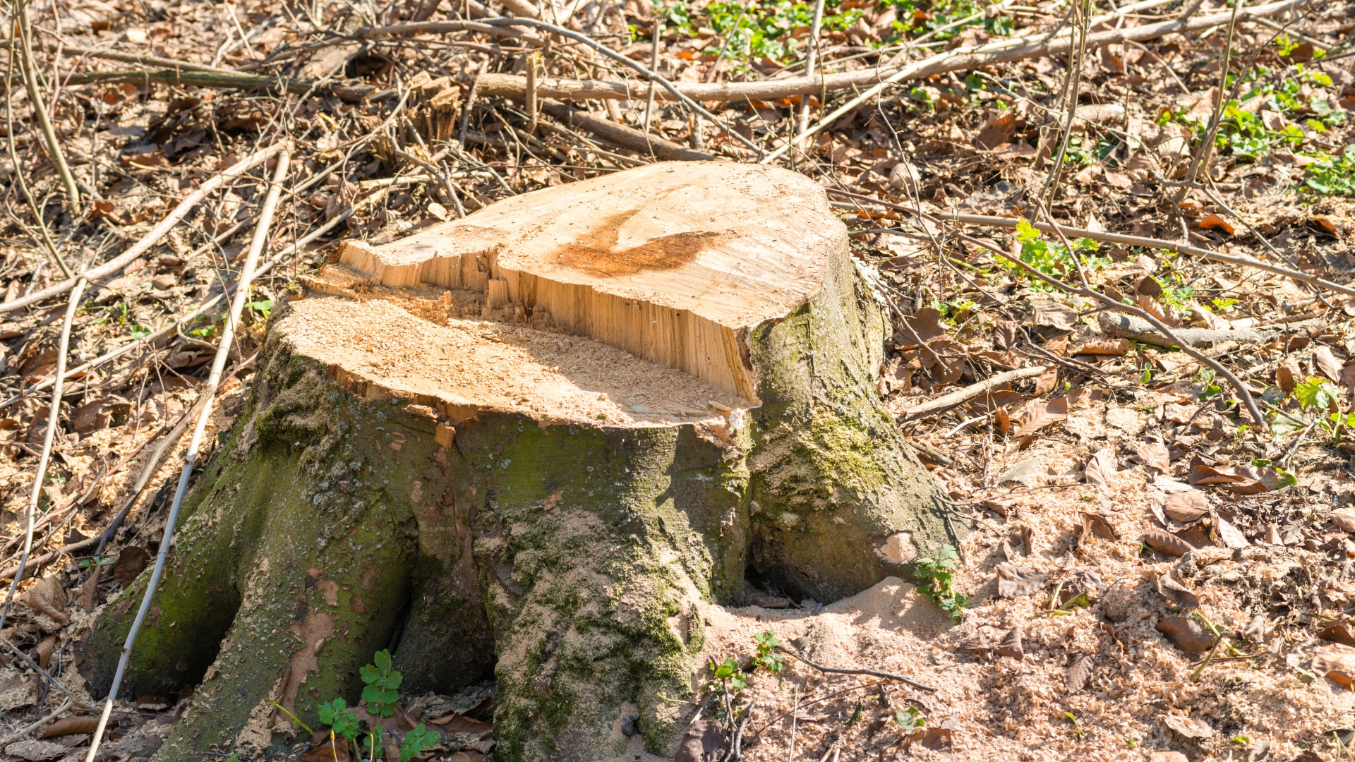 17 Mistakes Everyone Makes When Removing A Tree Stump (And How To Avoid Them Easily)