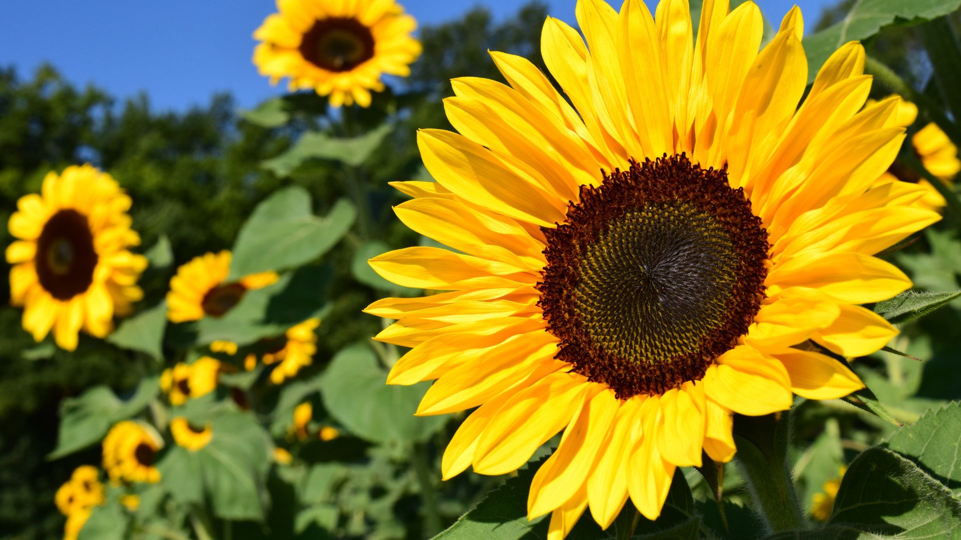 sunflowers