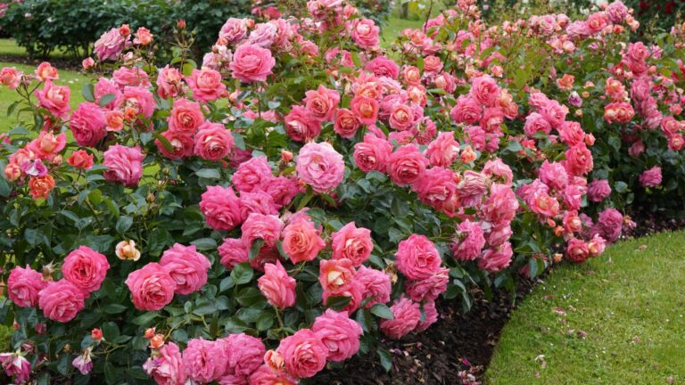 rose garden