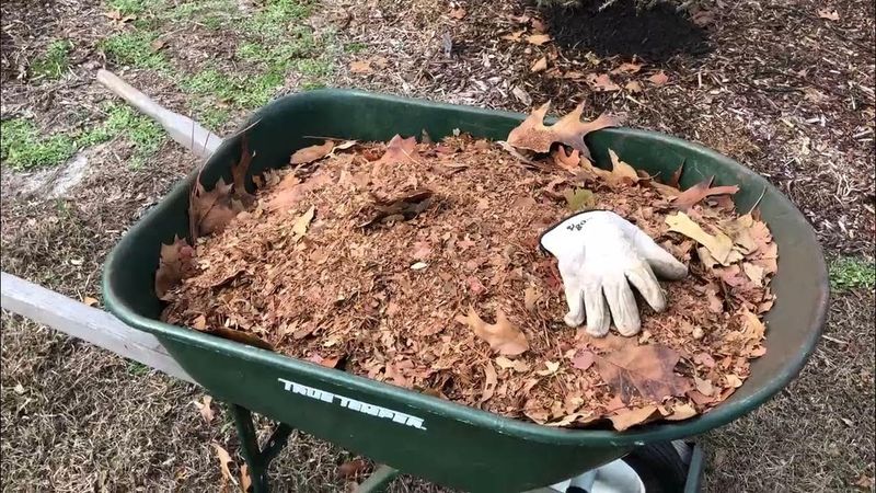 Shredded Leaves