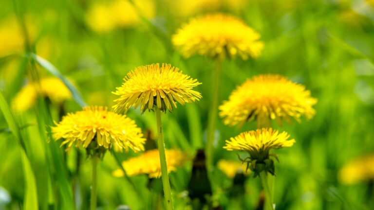 dandelions