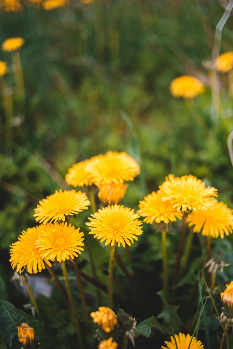 Dandelions Signal Acidic, Calcium-Poor Soil