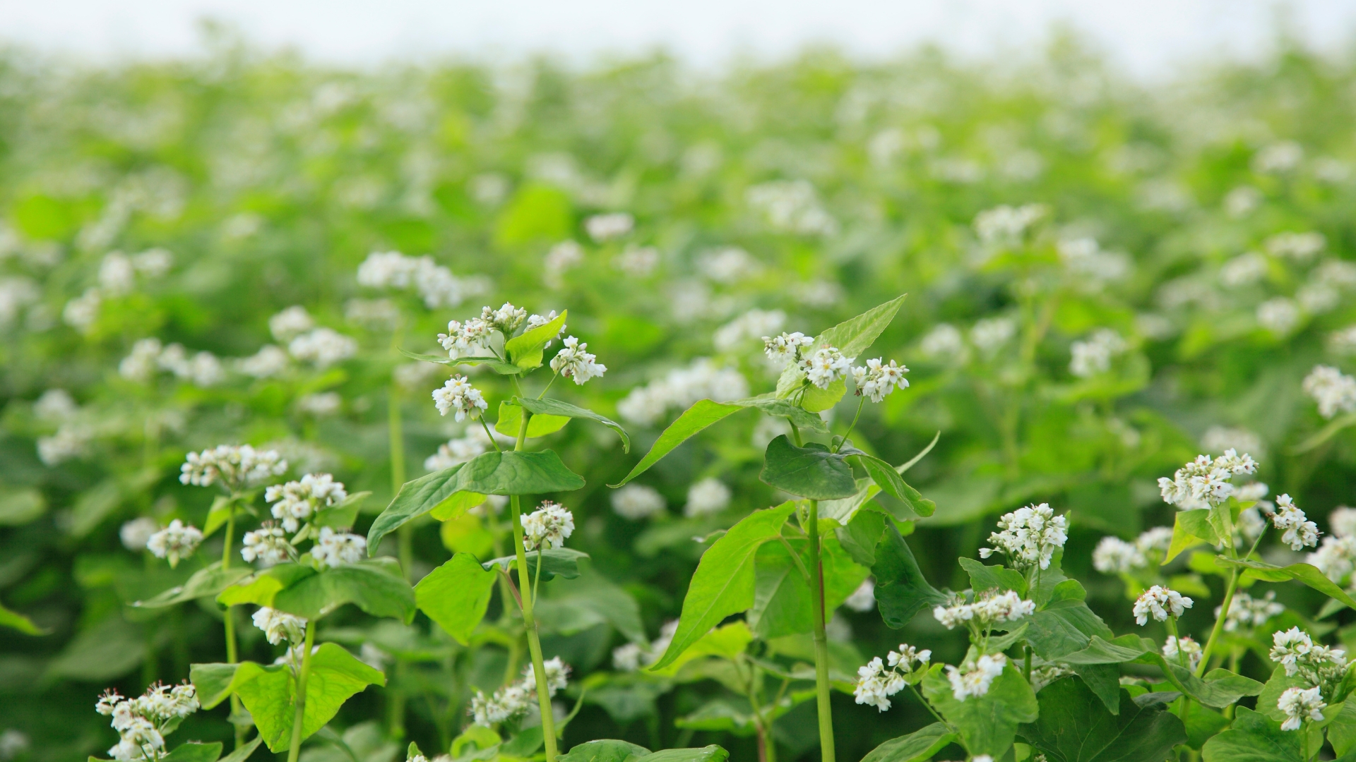 groundcover
