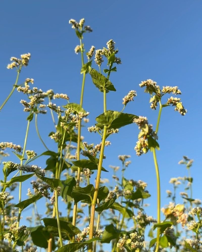 Buckwheat