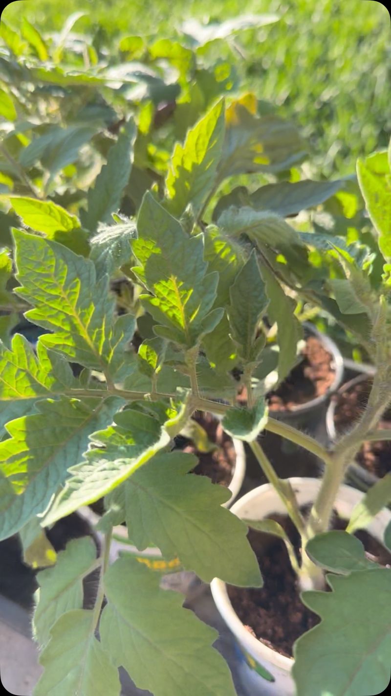 Tomatoes