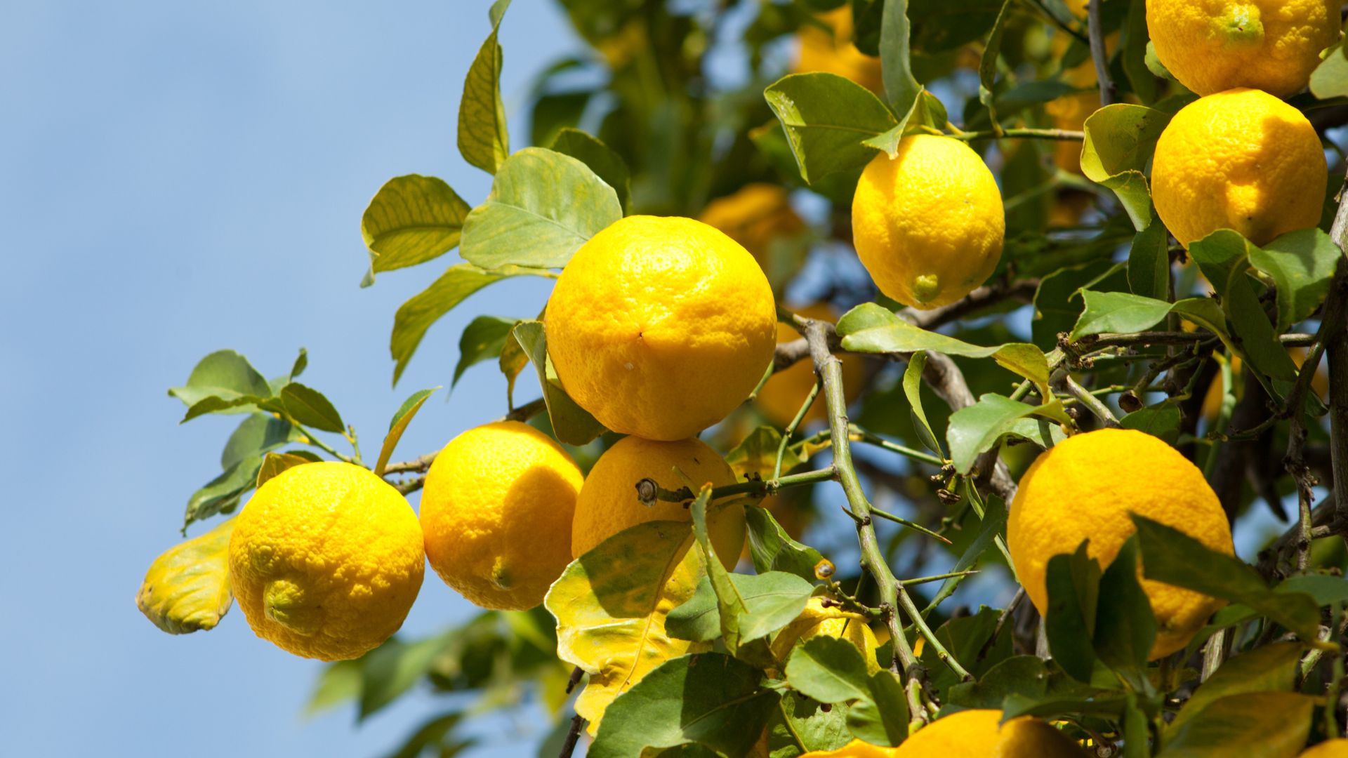 lemons