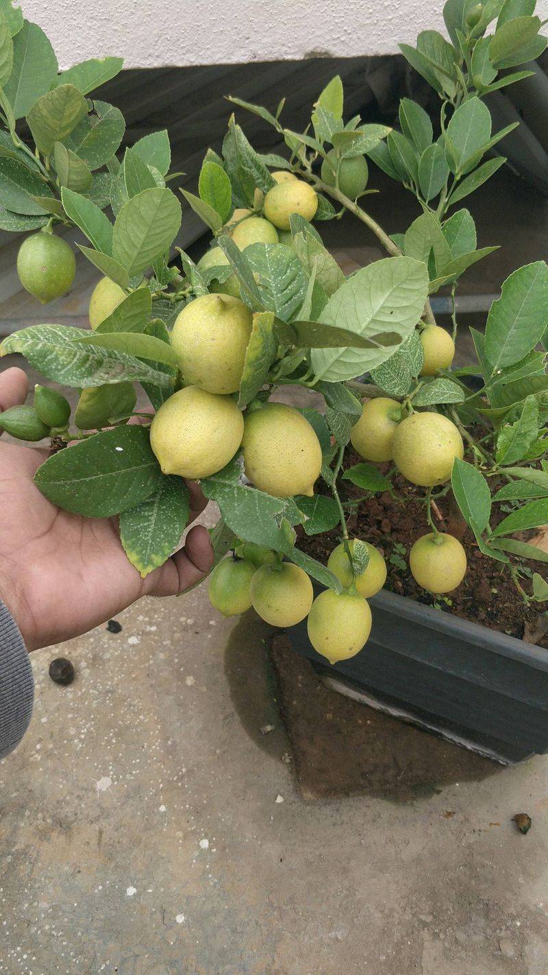 Natural Growth Hormones Boost Success