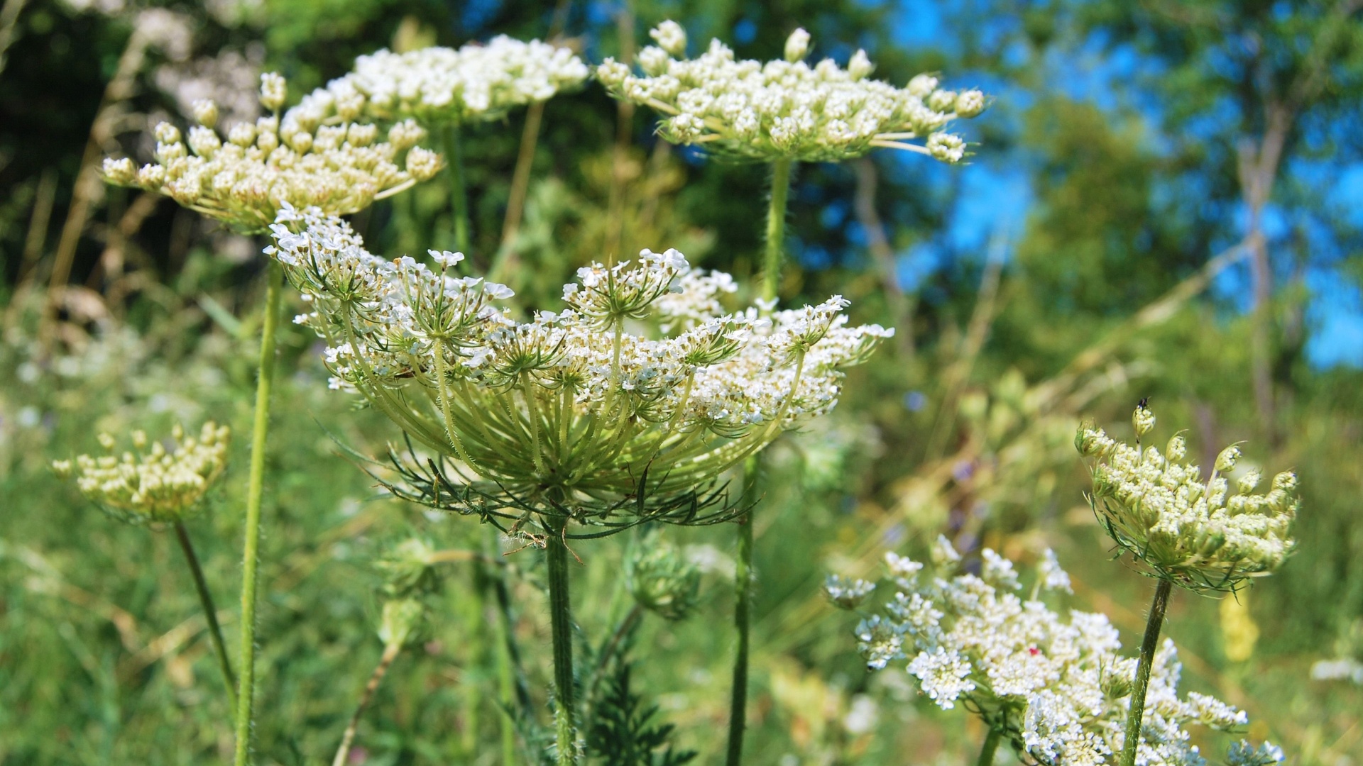 17 Reasons Hogweed Has No Place In Your Garden—And How To Remove It