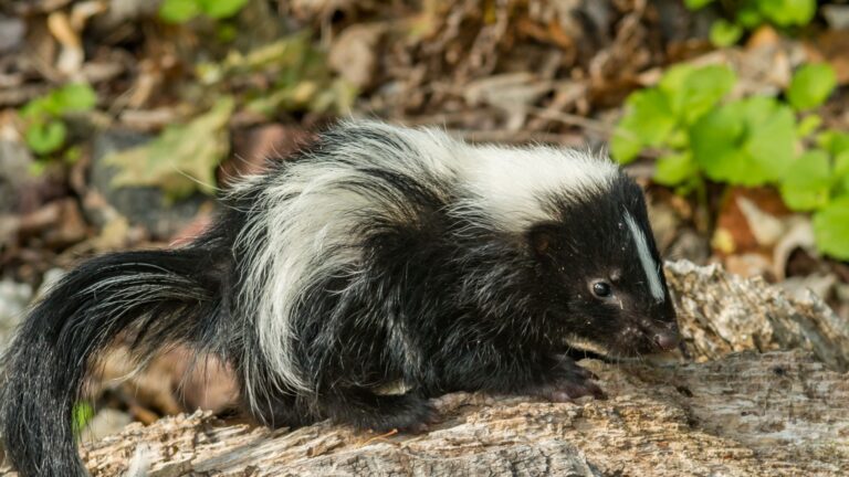 skunk in garden