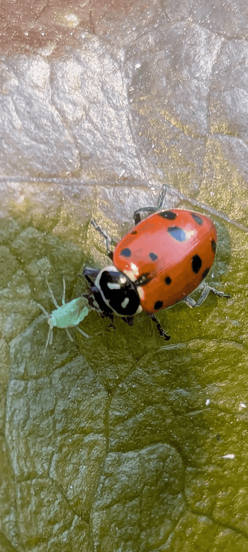 Natural Pest Control Champions