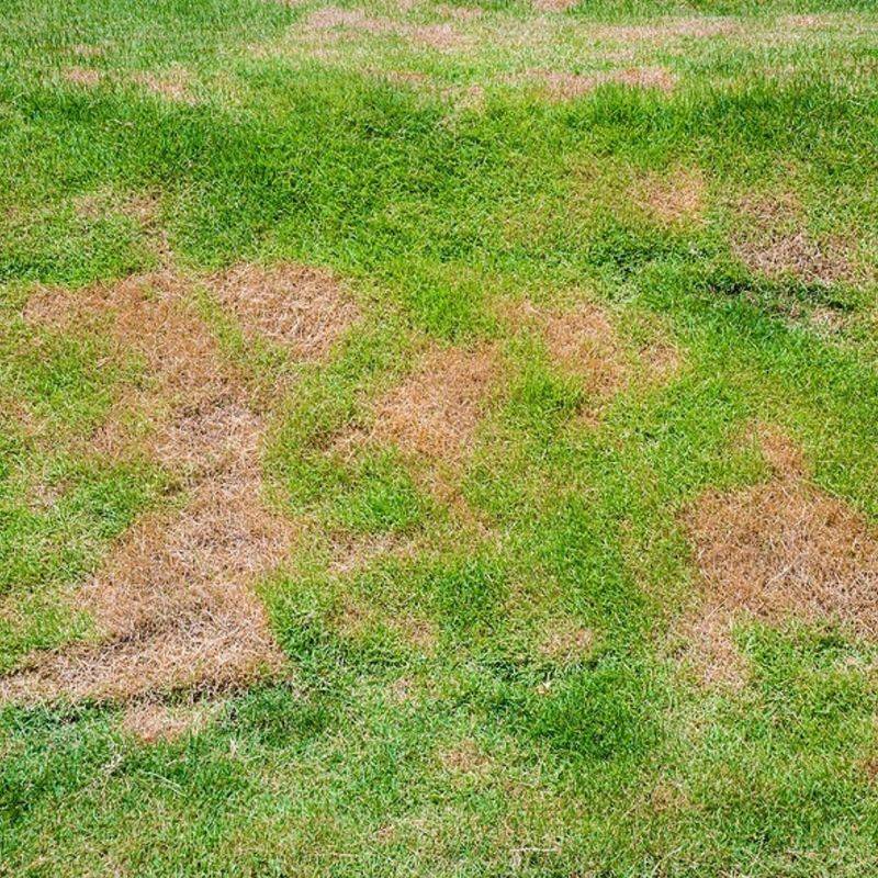 1. Spreads Lawn Disease