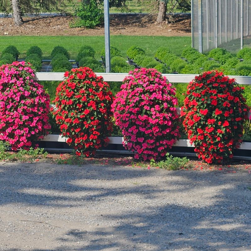 Impatiens