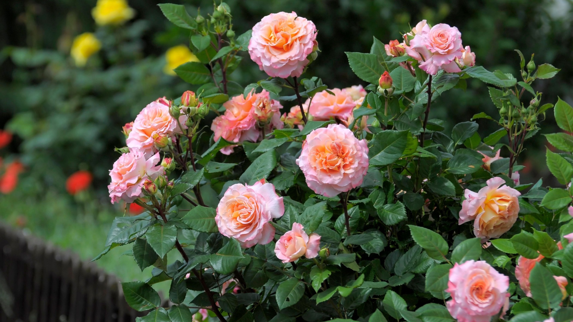 17 Shrub Roses That’ll Make Your Garden Swoon All Summer