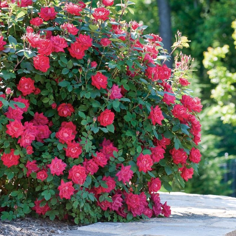 Knock Out Roses