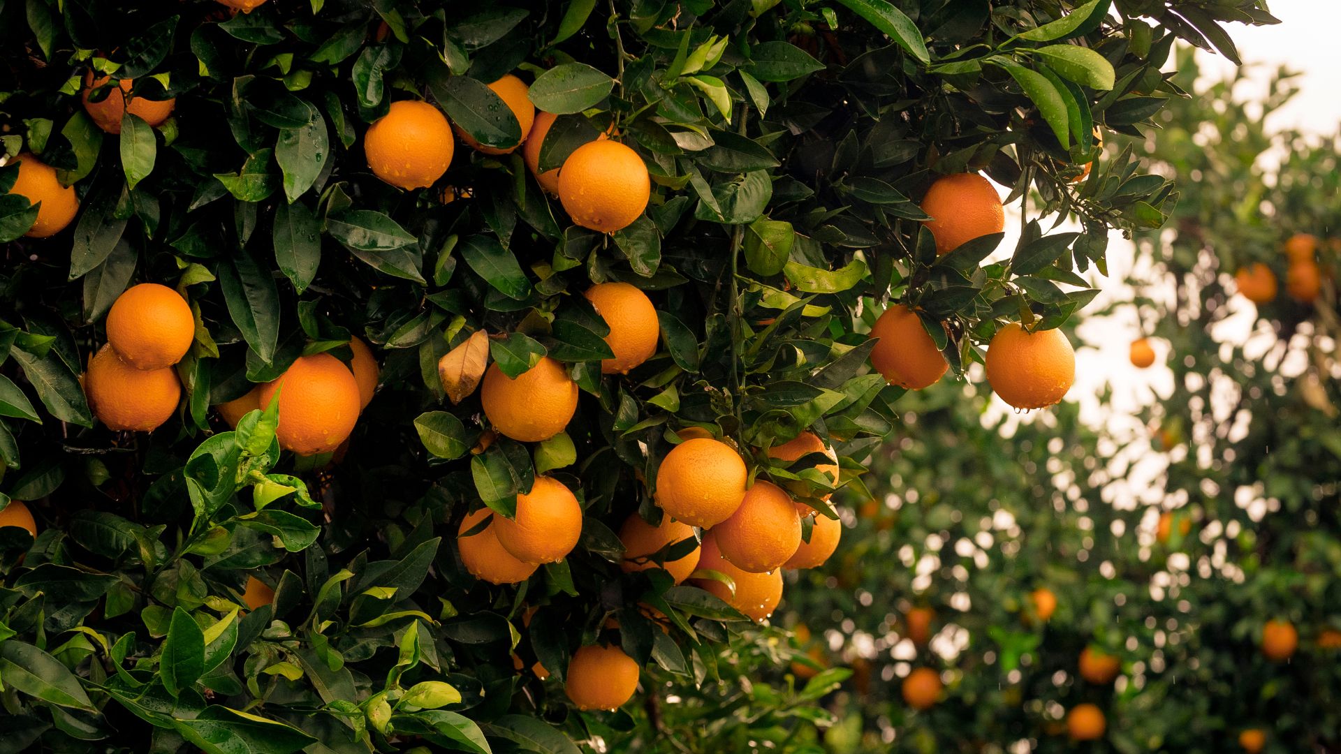 17 Simple Steps On How To Prune An Orange Tree For Bigger, Better Fruit