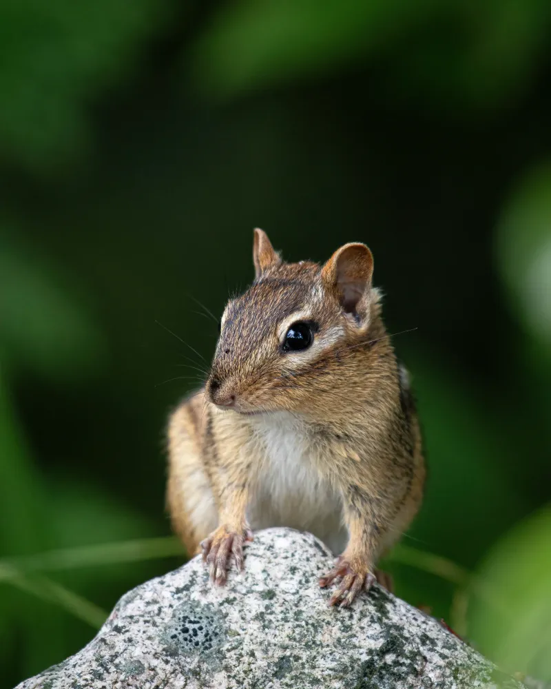 Eastern Chipmunk
