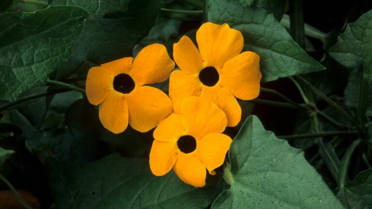 black-eyed susan vine