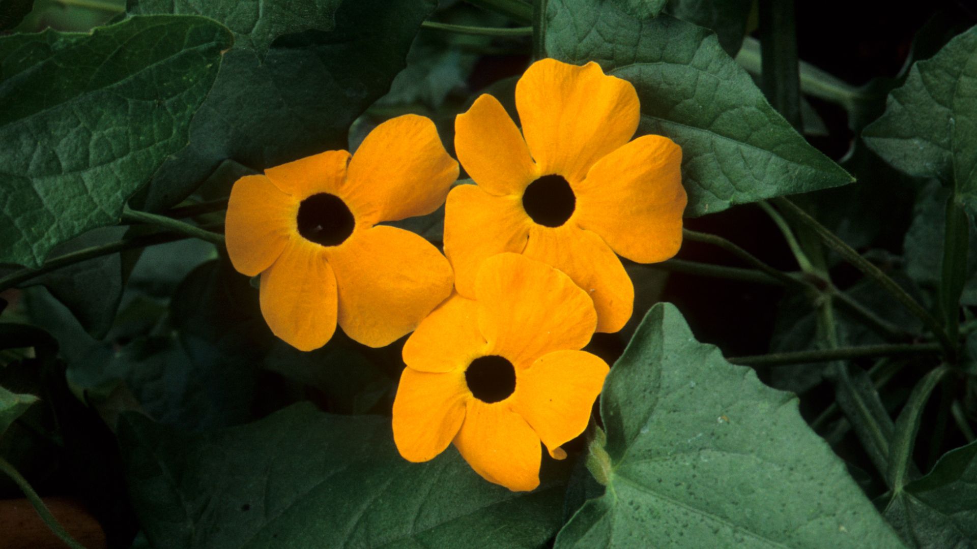 17 Small Flowering Vines For Trellises That Won’t Overrun Your Garden