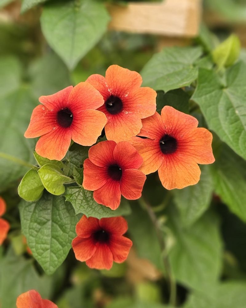 Black-Eyed Susan Vine