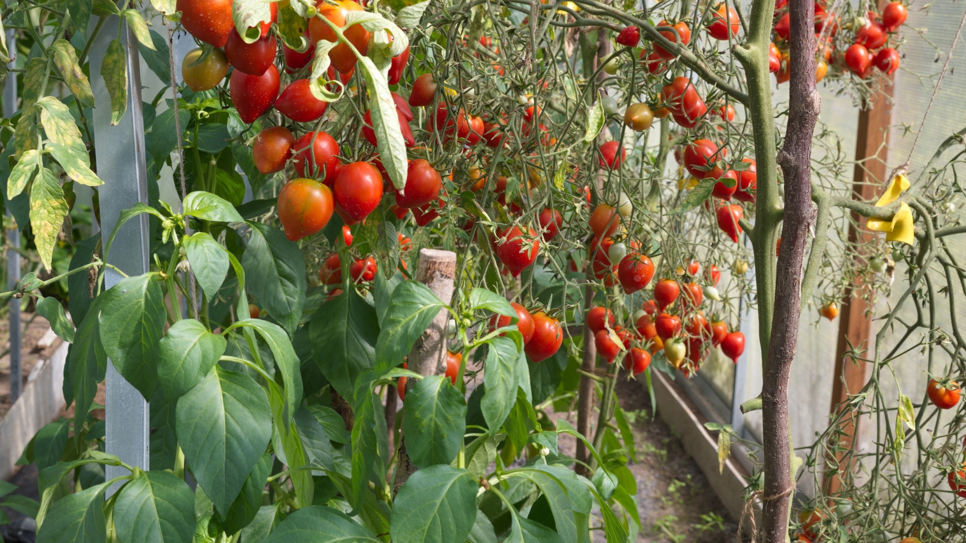 17 Smart Tips For Growing Tomatoes And Peppers Side By Side (Plus What To Watch Out For)