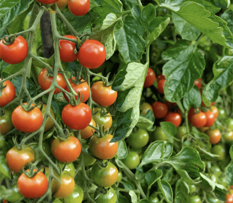 Choose compatible varieties