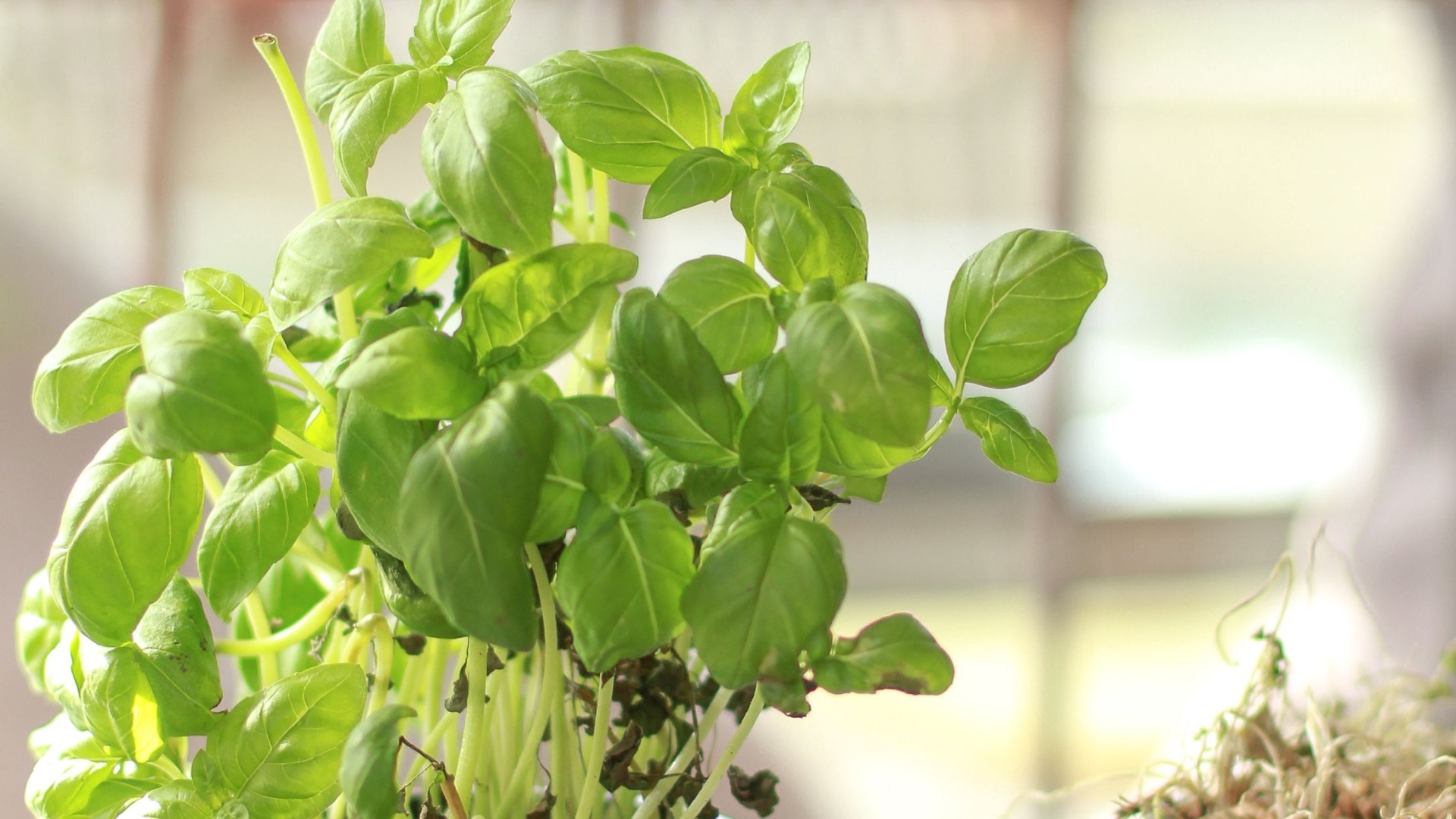 droopy basil