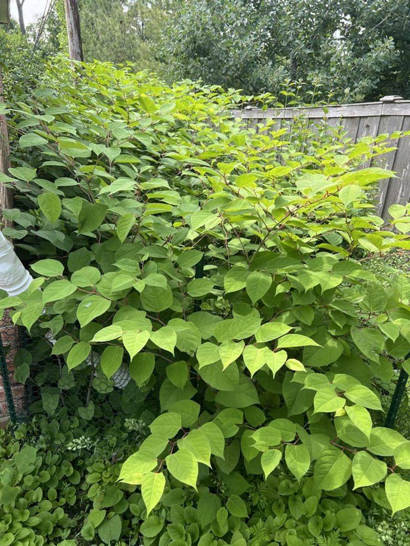 Rapid Growth Seemingly Overnight