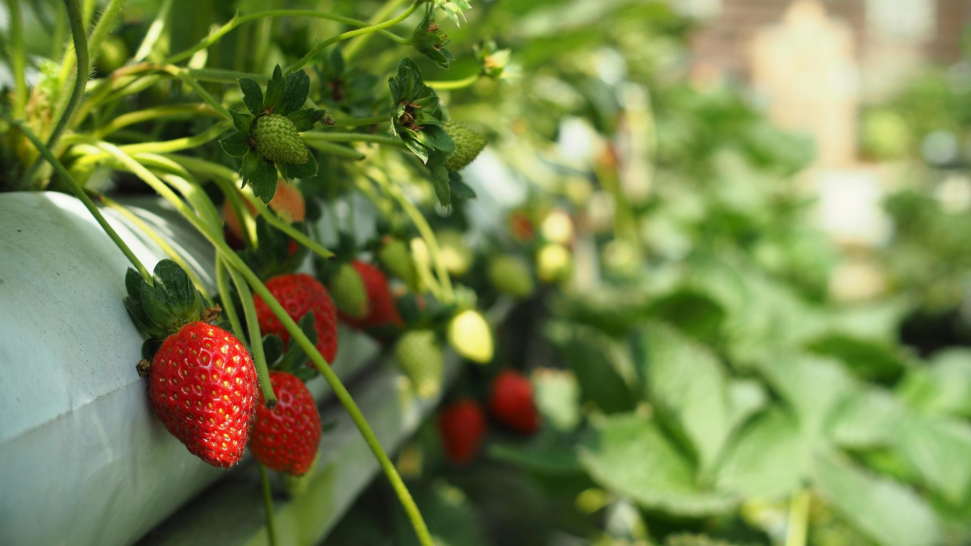 17 Space-Saving Berry Techniques Every Small Garden Needs
