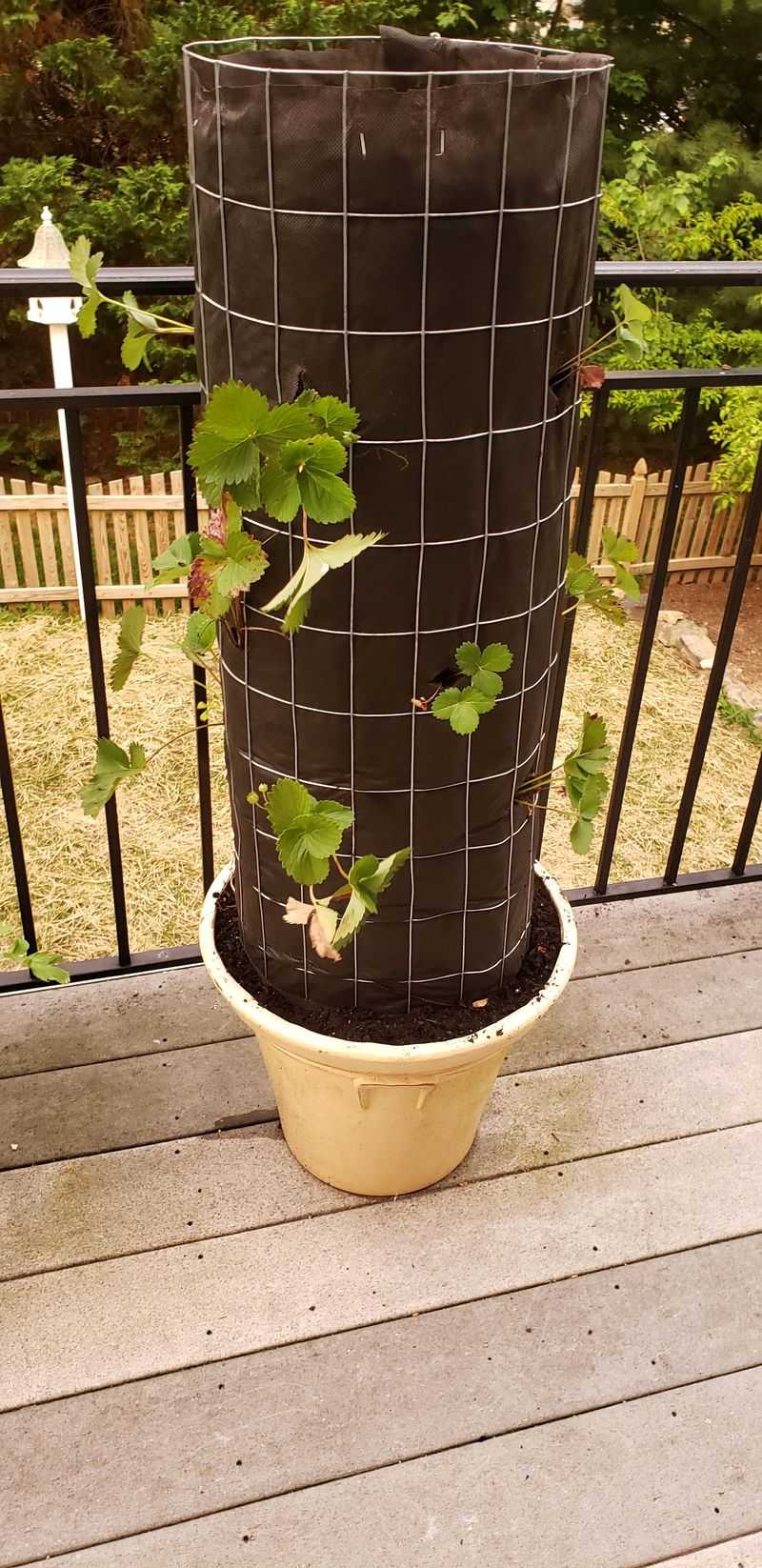 1. Vertical Strawberry Towers