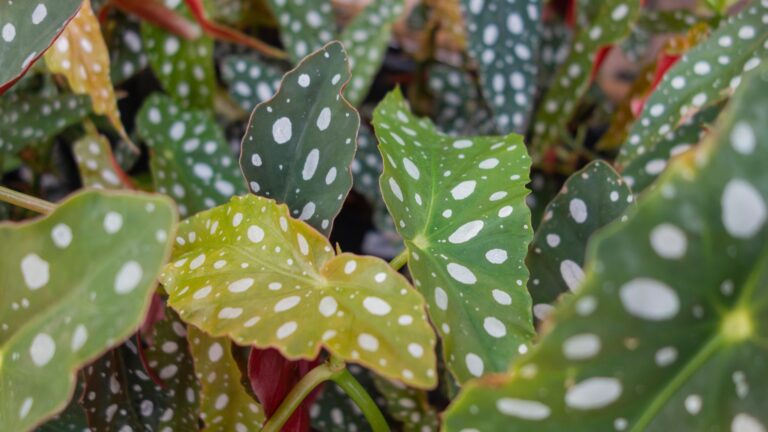 Spotted Begonias