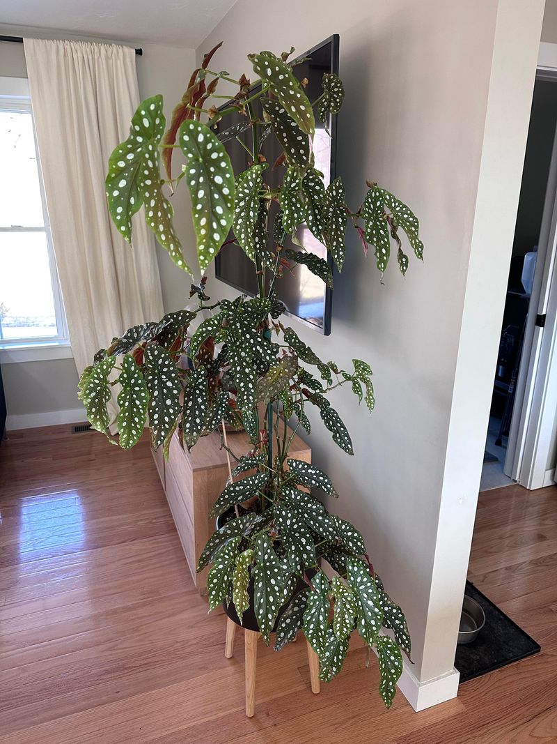 Begonia Maculata