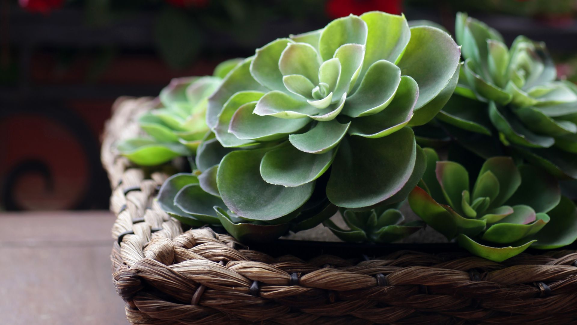 succulent