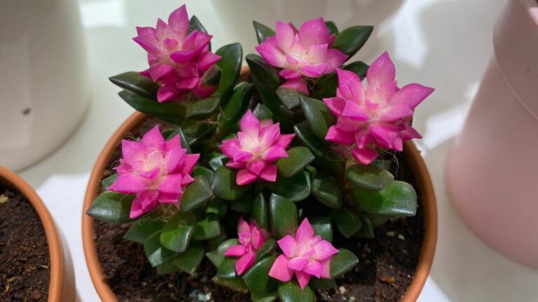 Anacampseros Rufescens Pink Succulent Leaves In A Pot