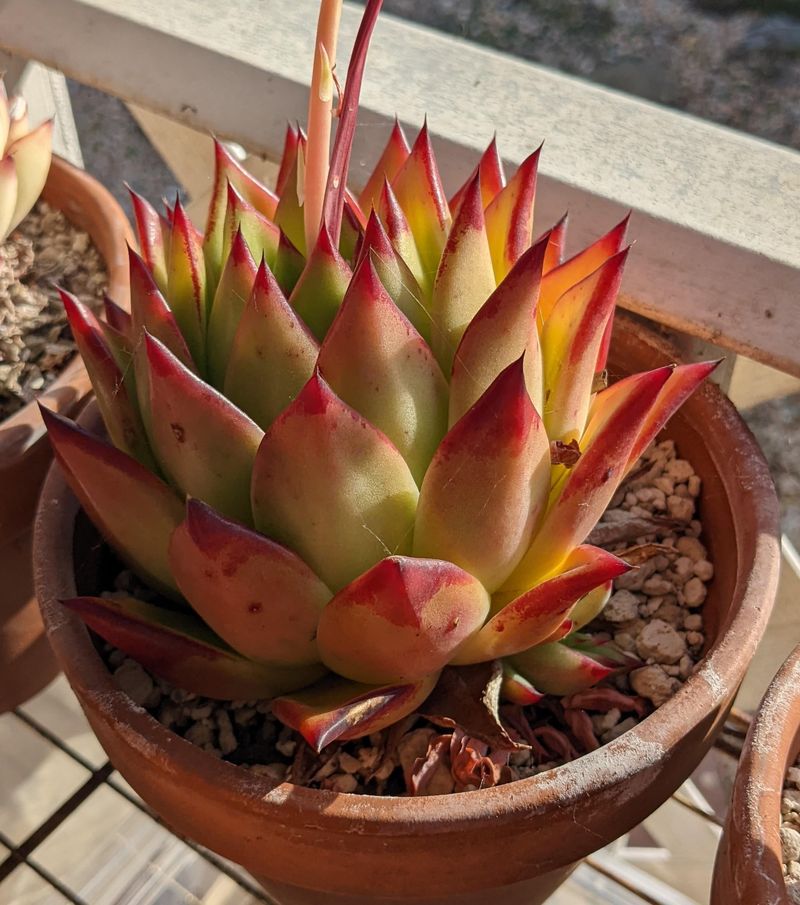 Echeveria 'Lipstick'