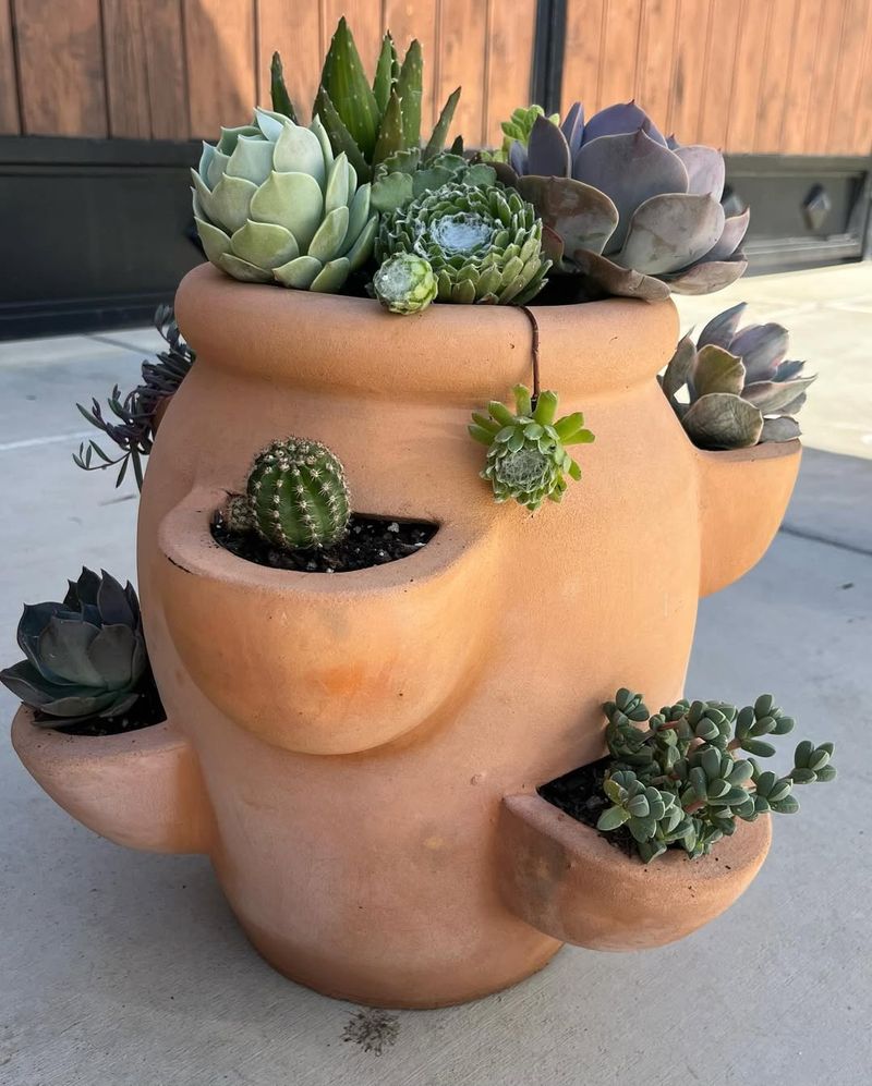 Colorful Succulents