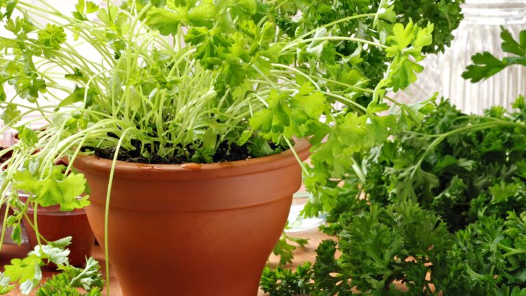 potted herb