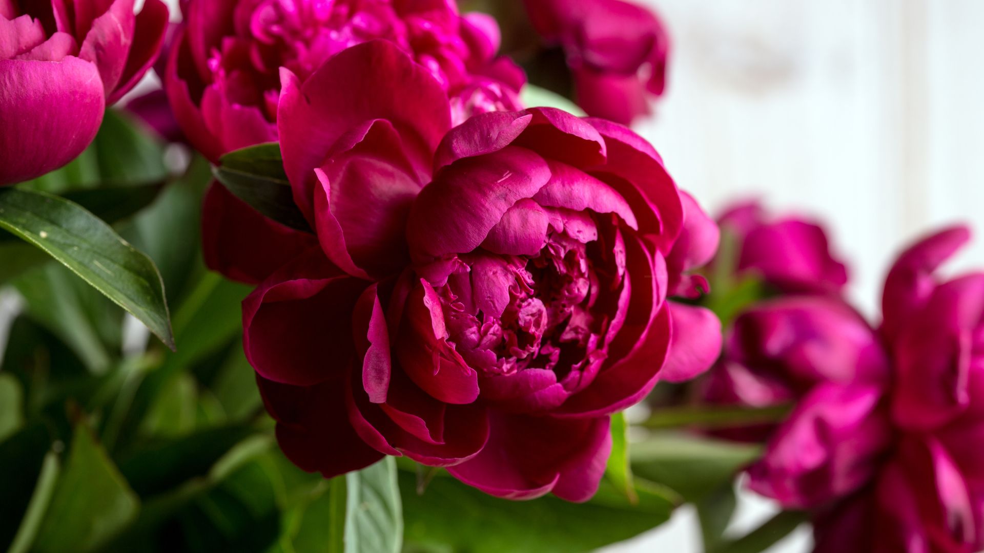 burgundy peony blossom