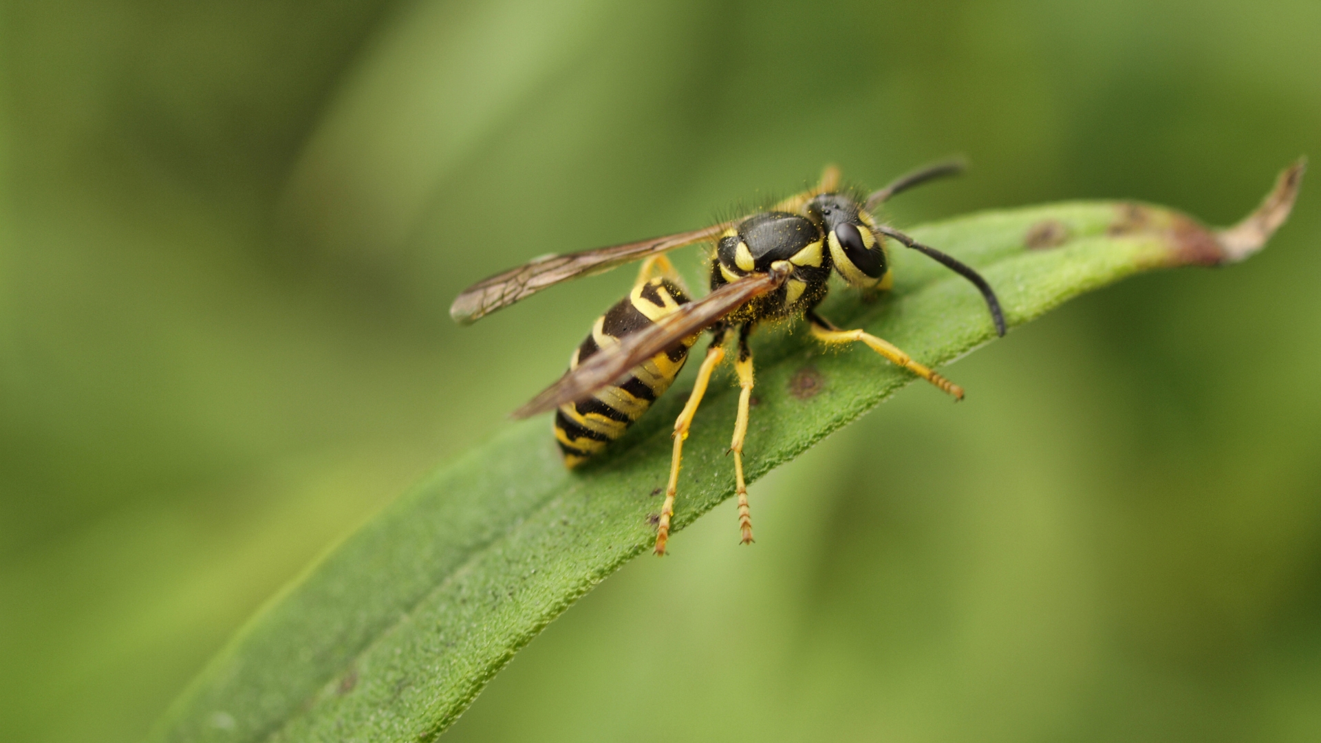 Yellow Jacket