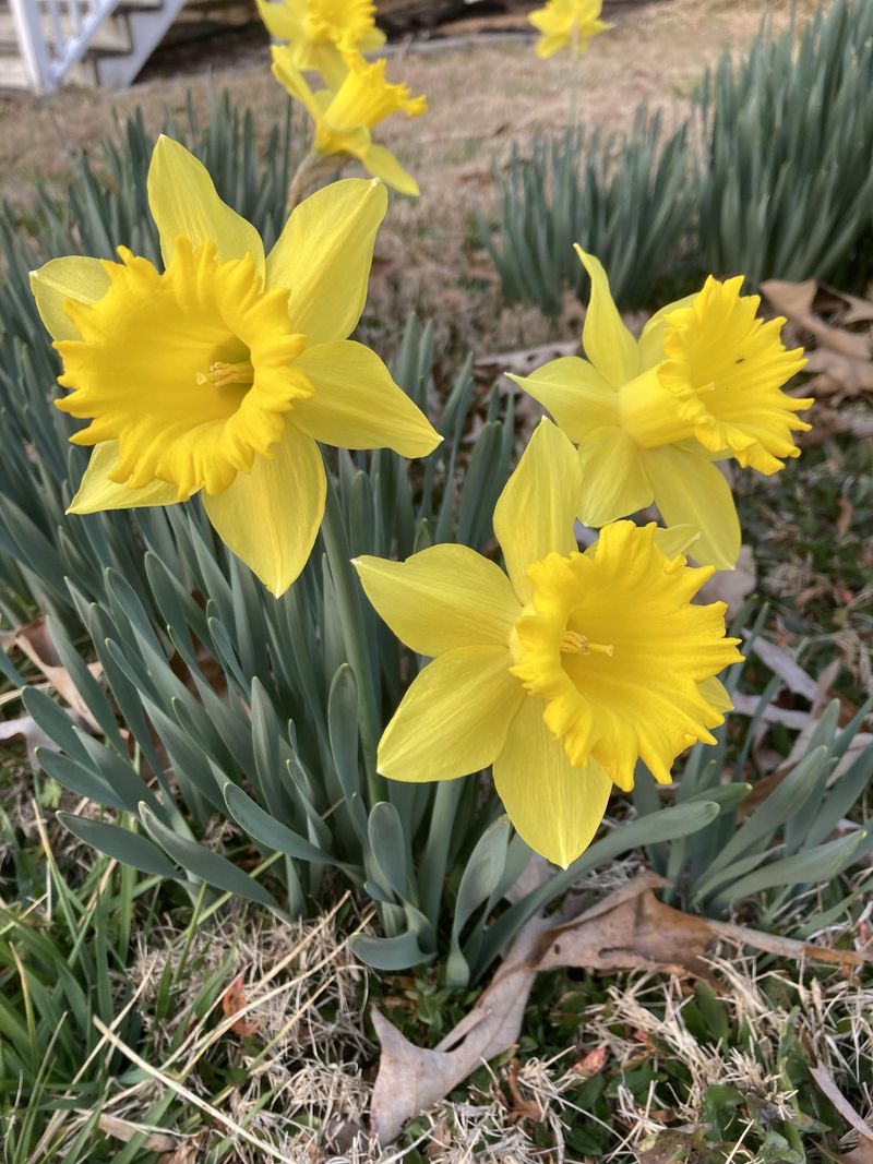 Plan for Succession Blooming