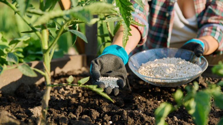 fertilizing tomatoes