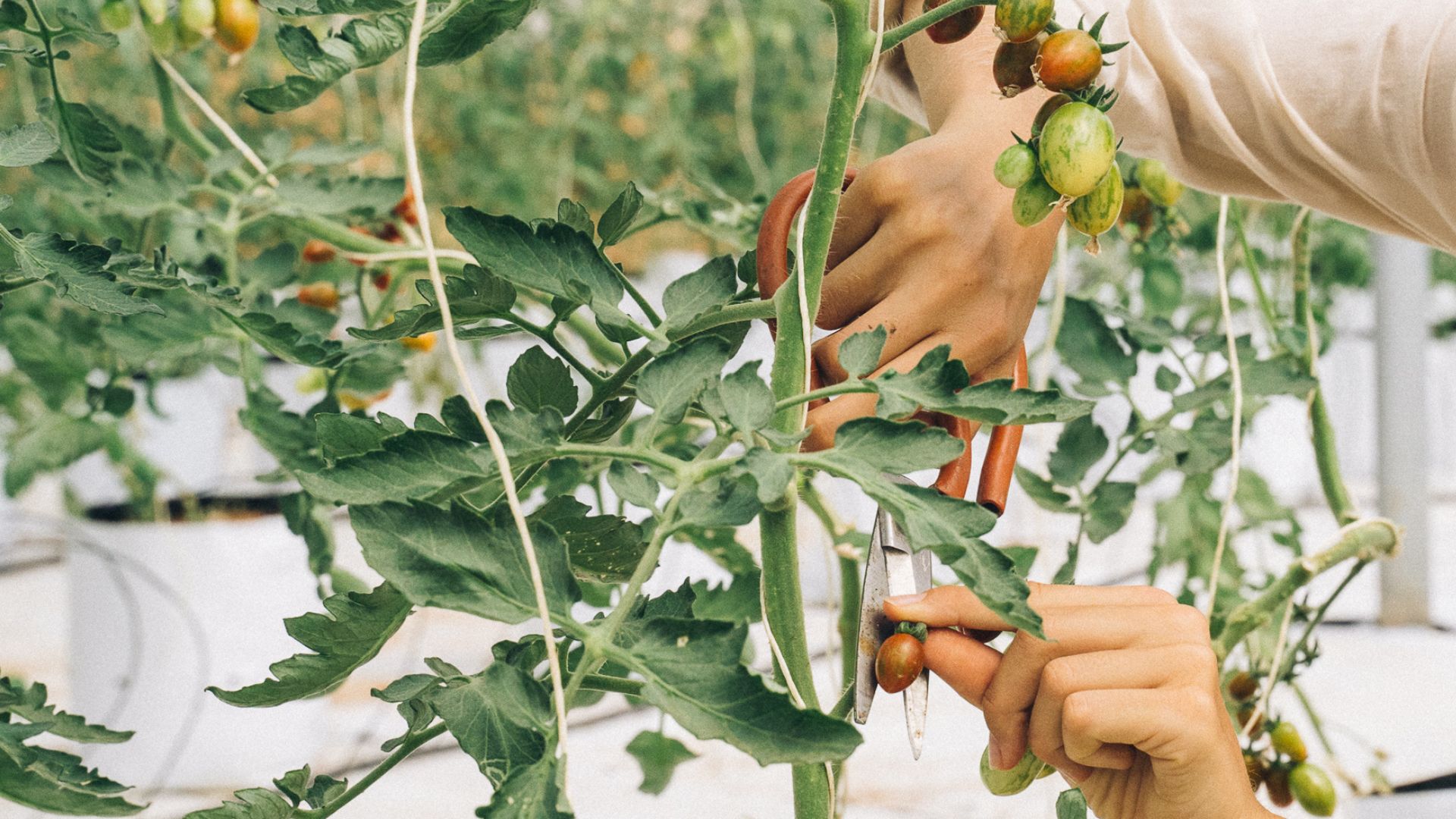 tomato pruning