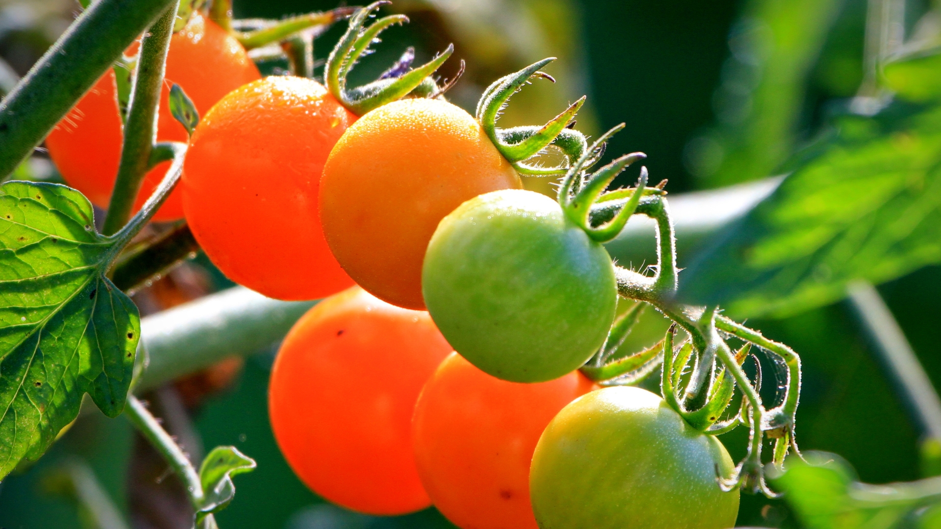 Tomato